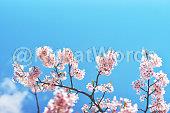 blossom Image