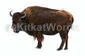 buffalo Image