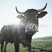 bull Image