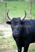 bull Image