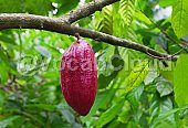 cacao Image