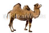 camel Image