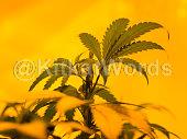 cannabis Image