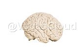 cerebellum Image