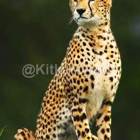 cheetah Image