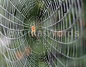 cobweb Image