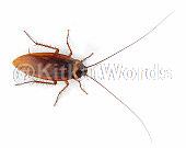 cockroach Image
