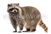 coon Image