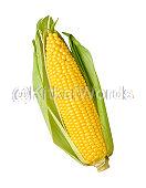 corn Image