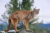 cougar Image