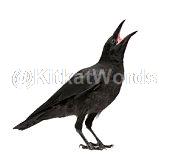 crow Image