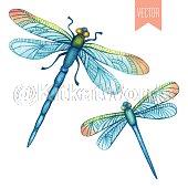 dragonfly Image