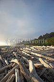driftwood Image