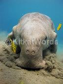 dugong Image