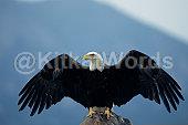 eagle Image