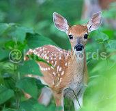 fawn Image