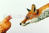 fox Image