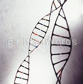 genetic Image