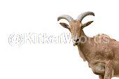 goat Image