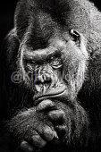 gorilla Image