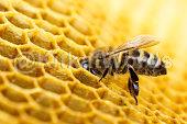 hive Image