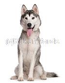 husky Image