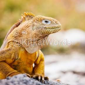 iguana Image