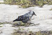 jackdaw Image