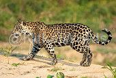 jaguar Image