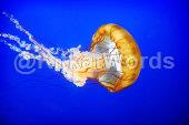 jellyfish Image