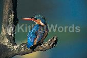 kingfisher Image