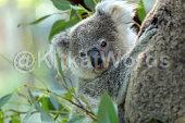 koala Image