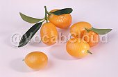 kumquat Image