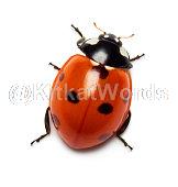 ladybug Image