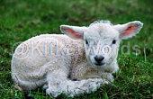 lamb Image
