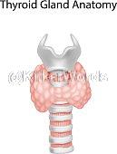 larynx Image