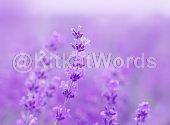 lavender Image