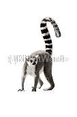 lemur Image