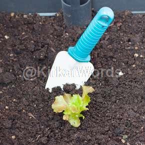 lettuce Image