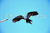 macaw Image