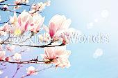 magnolia Image