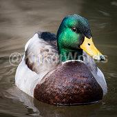 mallard Image