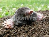 mole Image
