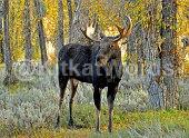 moose Image