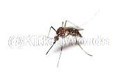 mosquito Image