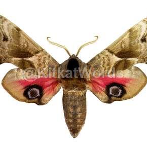 moth Image