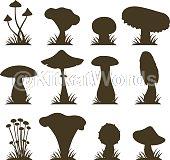 mushroom Image