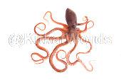 octopus Image