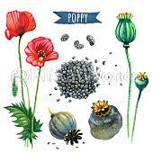 opium Image
