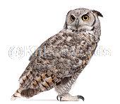 owl Image